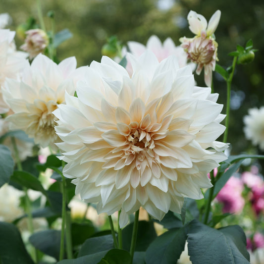 Dahlia's 'Café au Lait' (x3) - Bakker