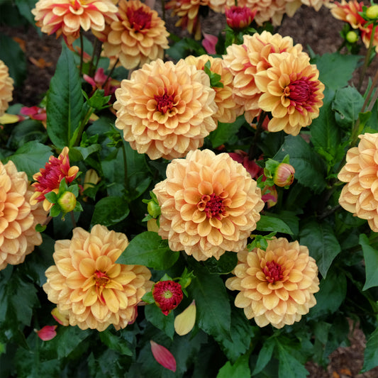 Decoratieve dahlia Crème de Cognac - Bakker