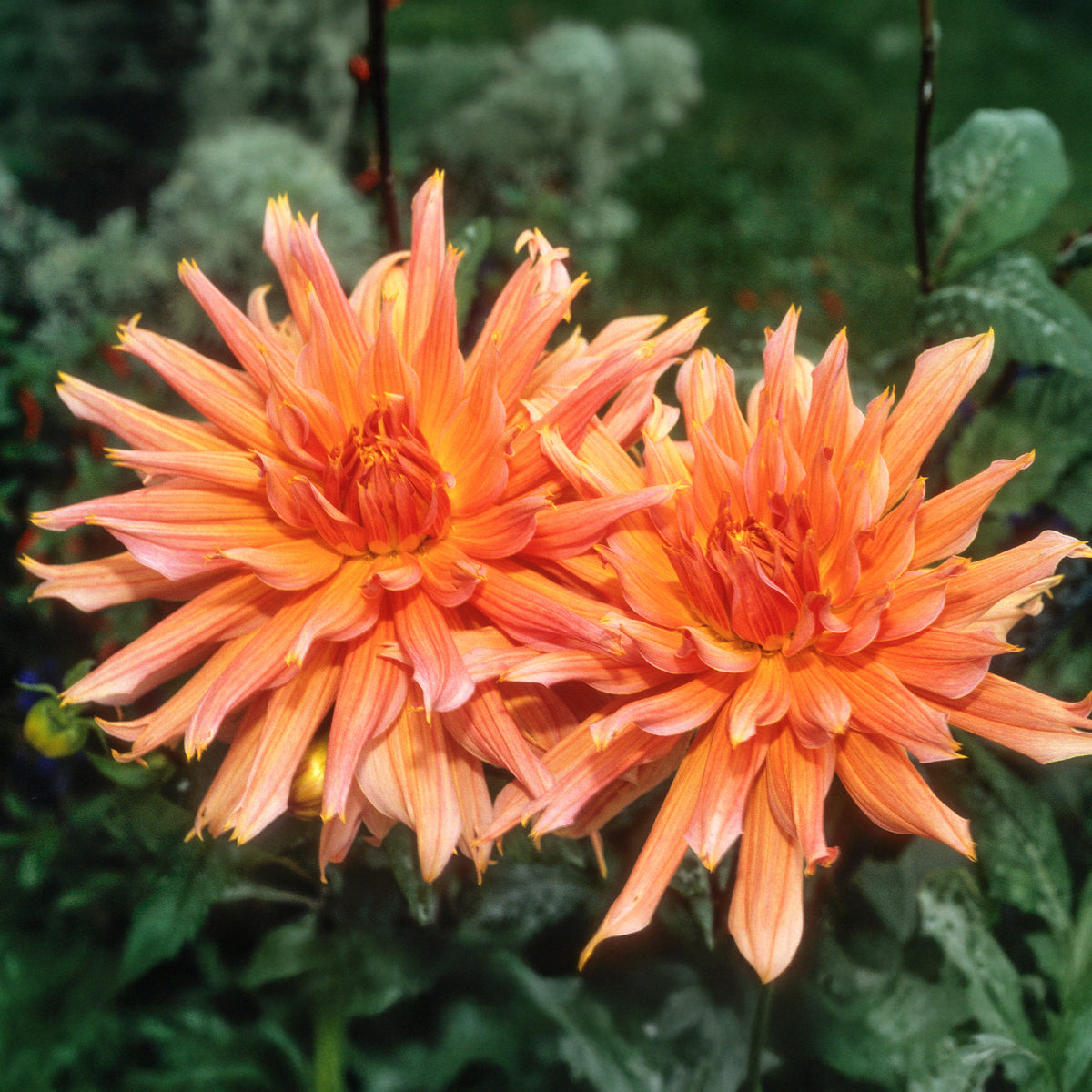 Dahlia Omega - Decoratieve dahlia Omega - Dahlia 