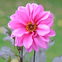 Dahlia  - Decoratieve dahlia Fascination - Dahlia Fascination