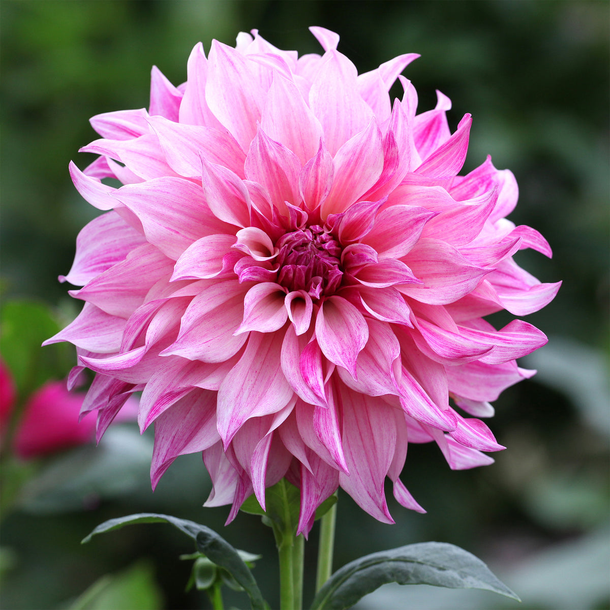 Reuzendahlia Café au Lait Rose - Bakker