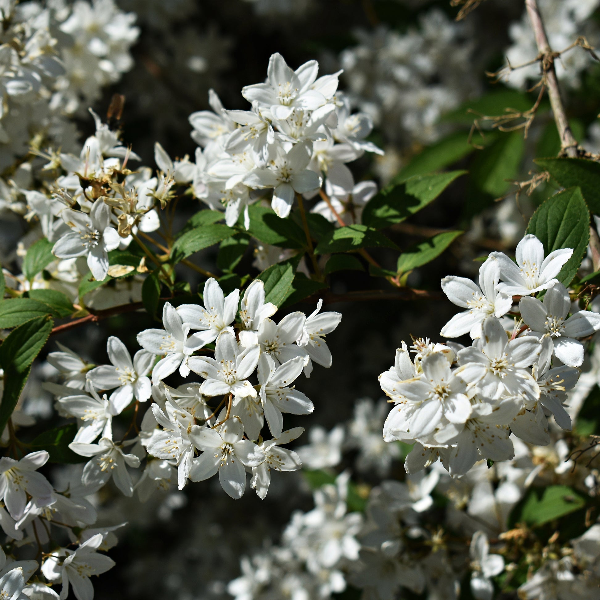 Deutzia gracilis Nikko - Dwergdeutzia Nikko - Bruidsbloem - Deutzia