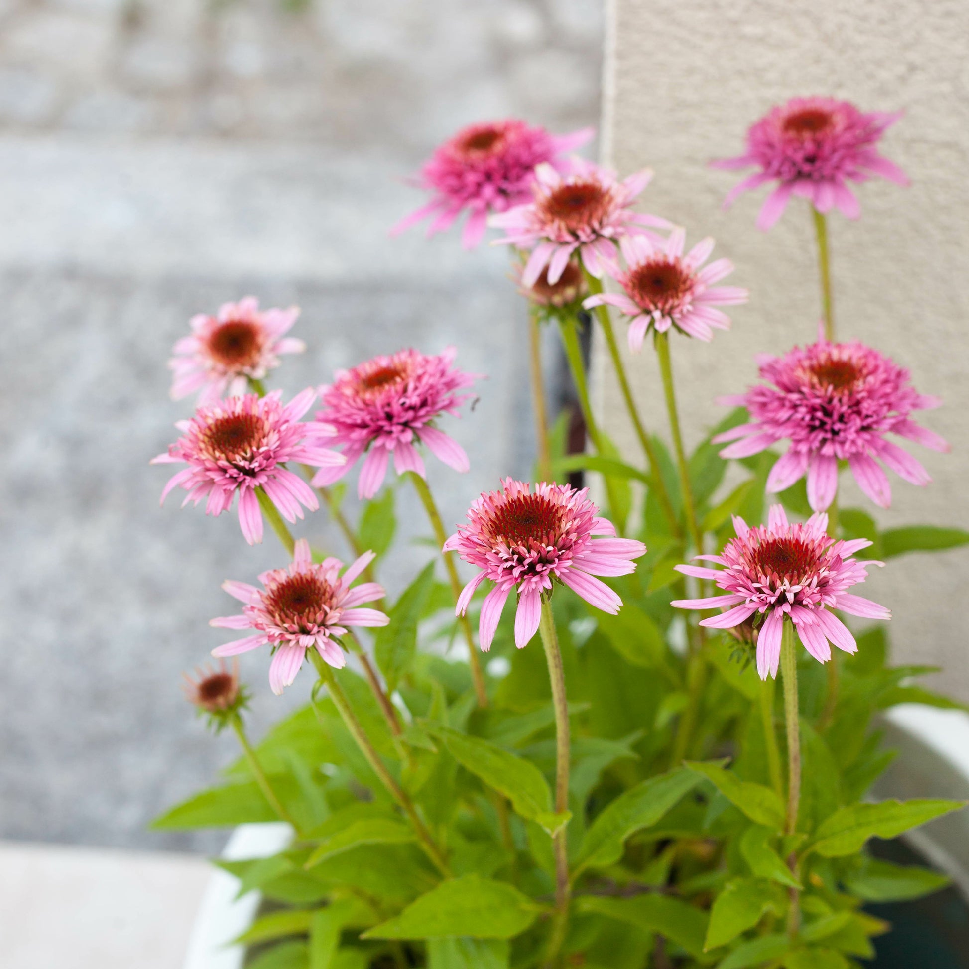 Rode zonnehoed Butterfly Kisses - Echinacea purpurea Butterfly Kisses - Bakker