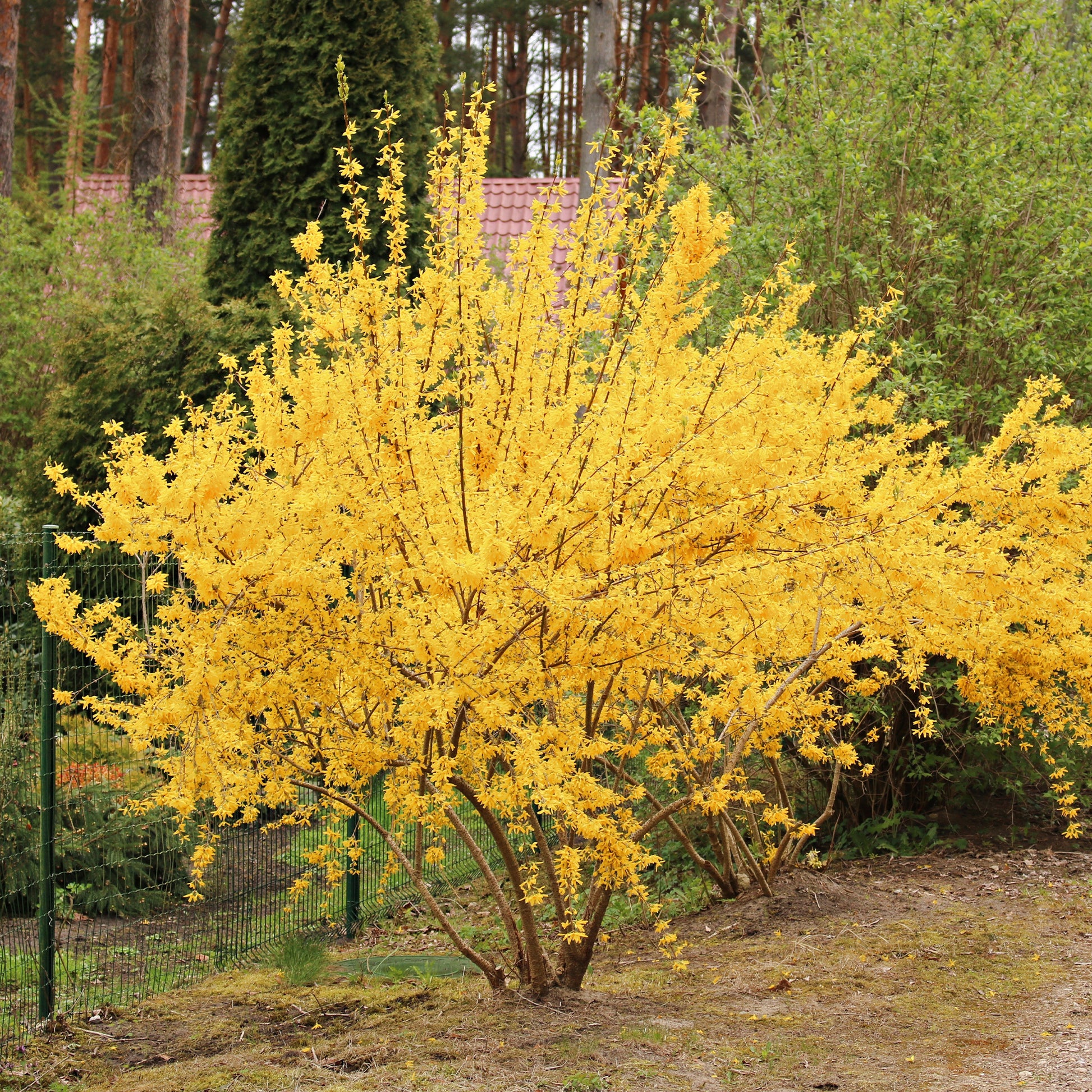 Forsythia Lynwood Gold - Bakker