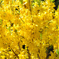 Forsythia Lynwood Gold - Forsythia x intermedia Lynwood Gold - Bakker