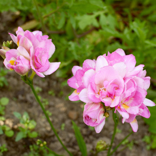 Dubbele roze fresia's (x25) - Bakker