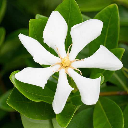 Wintergroene jasmijn Pinwheel - Bakker