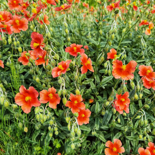 Zonneroosje rood - Bakker