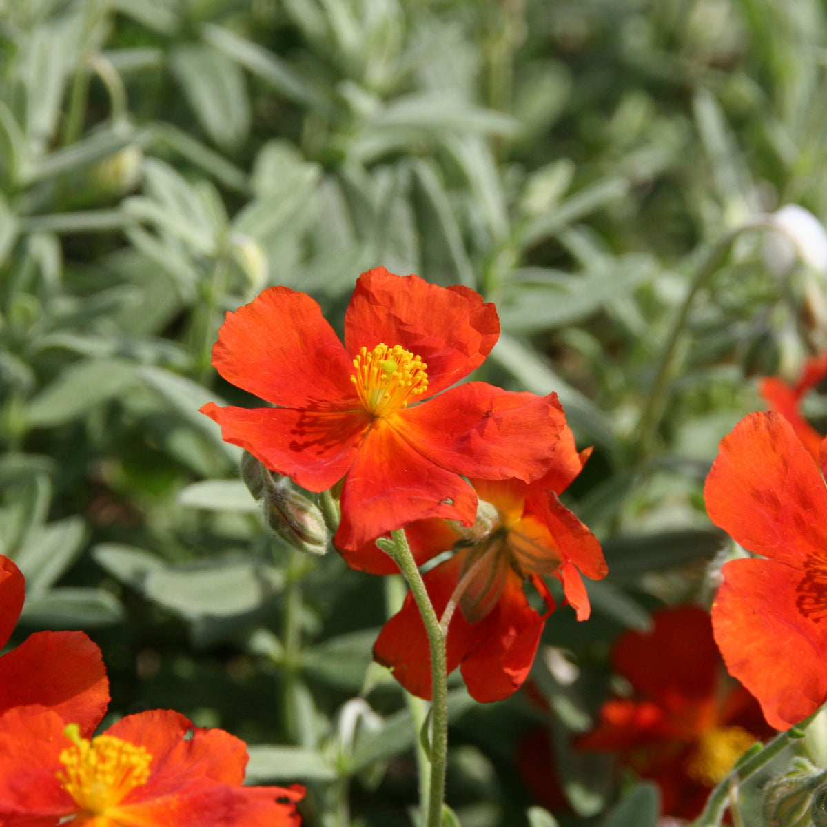 Helianthemum Tomato Red - Zonneroosje Tomato Red - Helianthemum