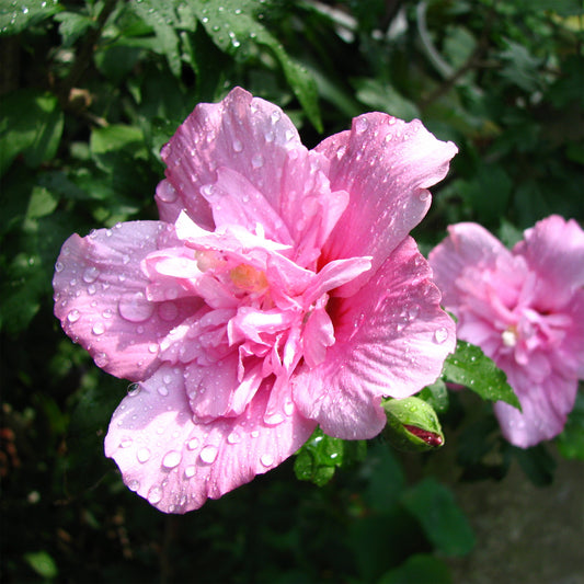 Althaeastruik Ardens - Bakker