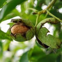 Gewone walnoot Chandler - Juglans regia Chandler - Bakker