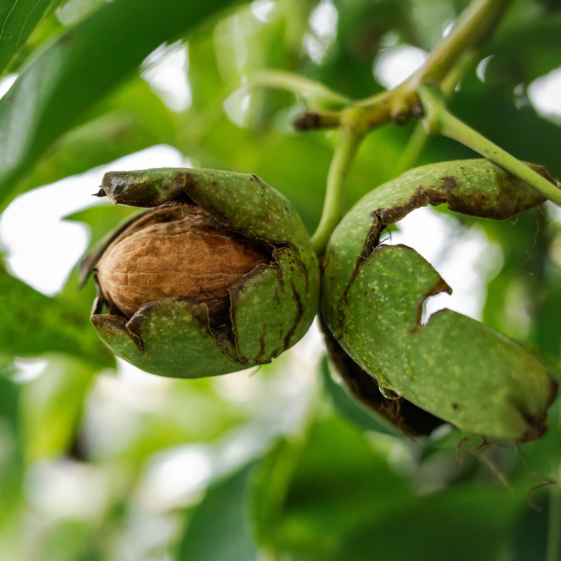 Gewone walnoot Chandler - Juglans regia Chandler - Bakker