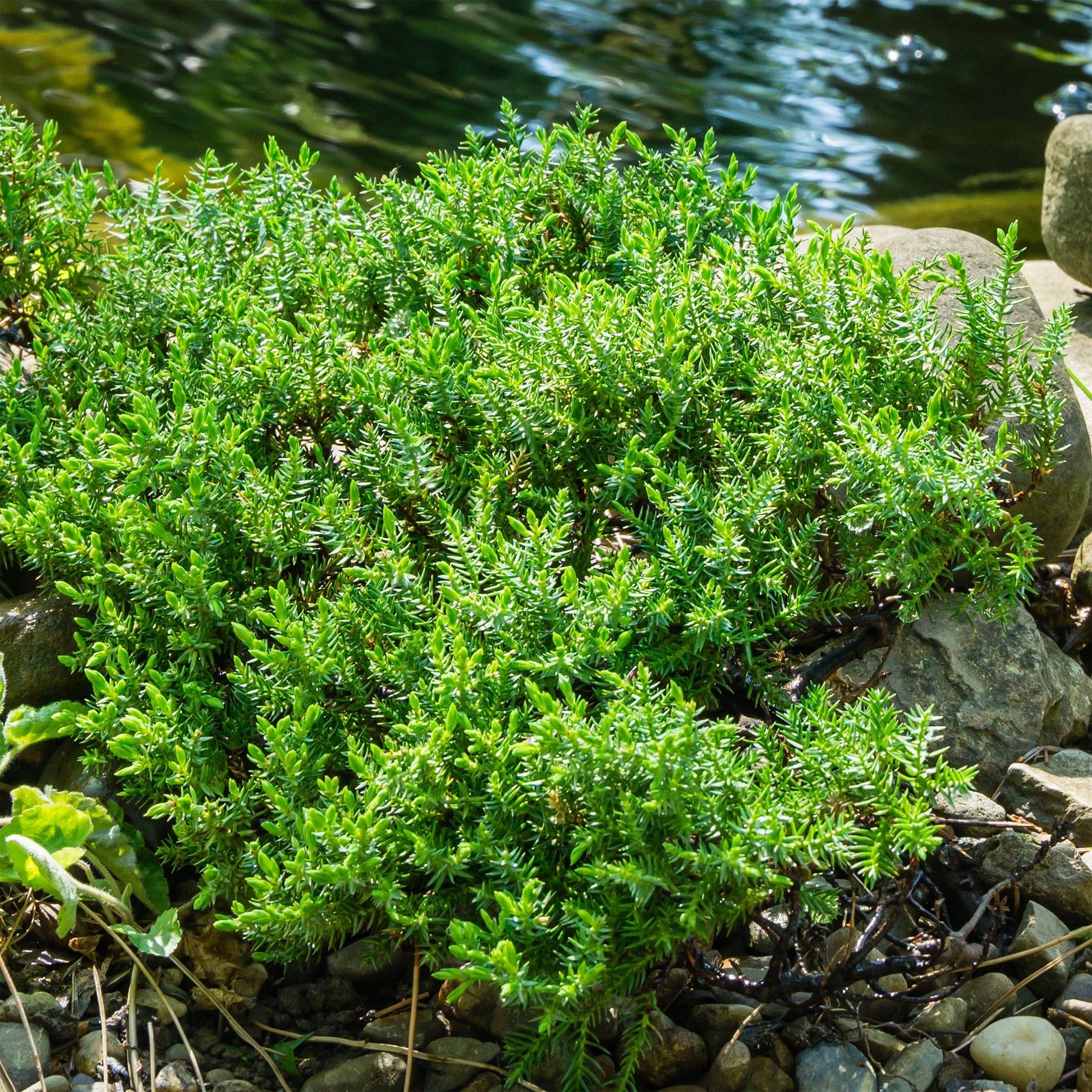 Dwerg jeneverbes Nana - Juniperus procumbens Nana - Bakker