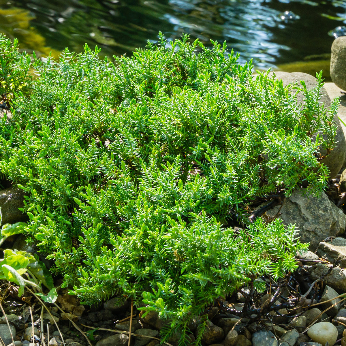 Juniperus procumbens Nana - Dwerg jeneverbes Nana - Bodembedekkers