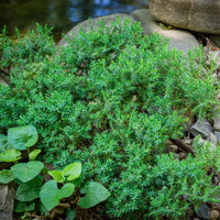 Bodembedekkers - Dwerg jeneverbes Nana - Juniperus procumbens Nana