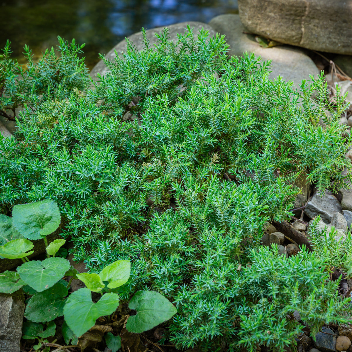 Verkoop Dwerg jeneverbes Nana - Juniperus procumbens Nana