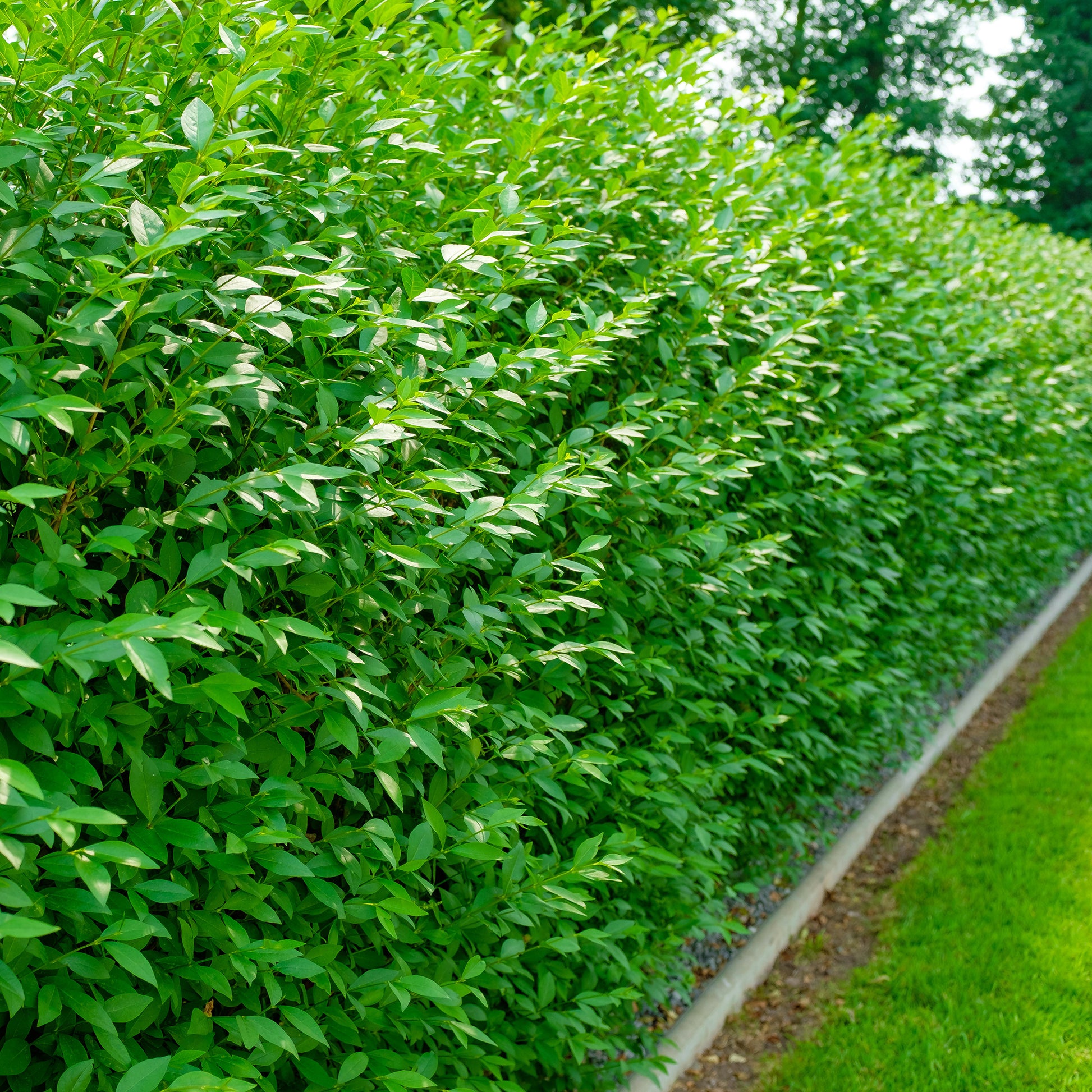 Gewone liguster Atrovirens - Ligustrum vulgare Atrovirens - Bakker