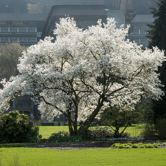 Kobushi magnolia - Bakker