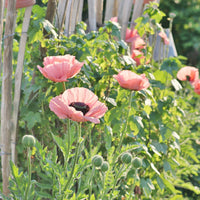 Oosterse klaproos Princess Victoria Louise - Papaver orientale Princess Victoria Louise - Bakker