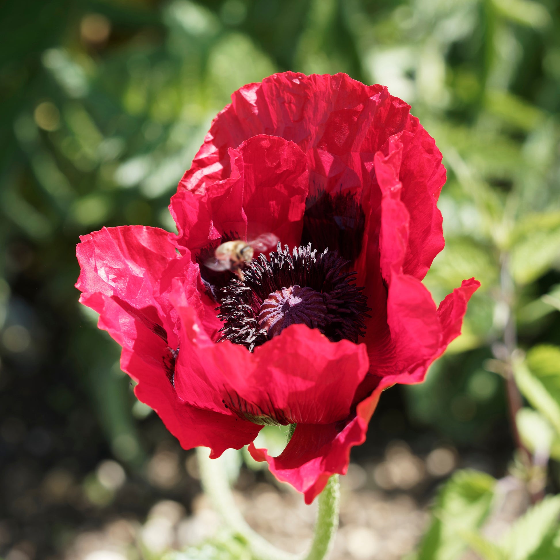 Oosterse klaproos Royal Chocolate Distinction - Papaver orientale Royal Chocolate Distinction - Bakker