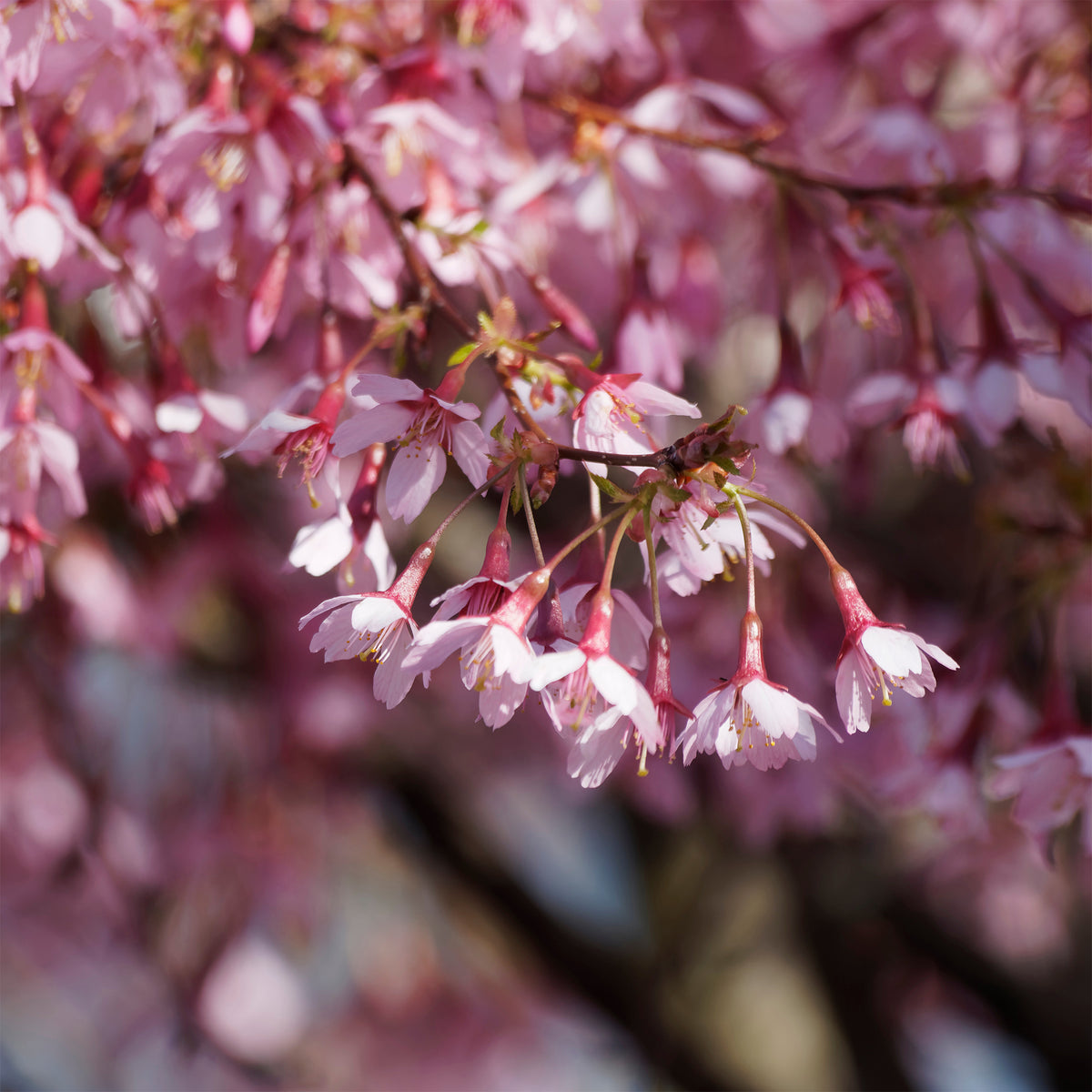 Dwerg Japanse sierkers Paean - Prunus incisa Paean - Bakker