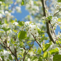 Pseudocydonia sinensis - Chinese kwee - Bomen