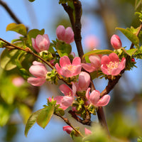 Verkoop Chinese kwee - Pseudocydonia sinensis