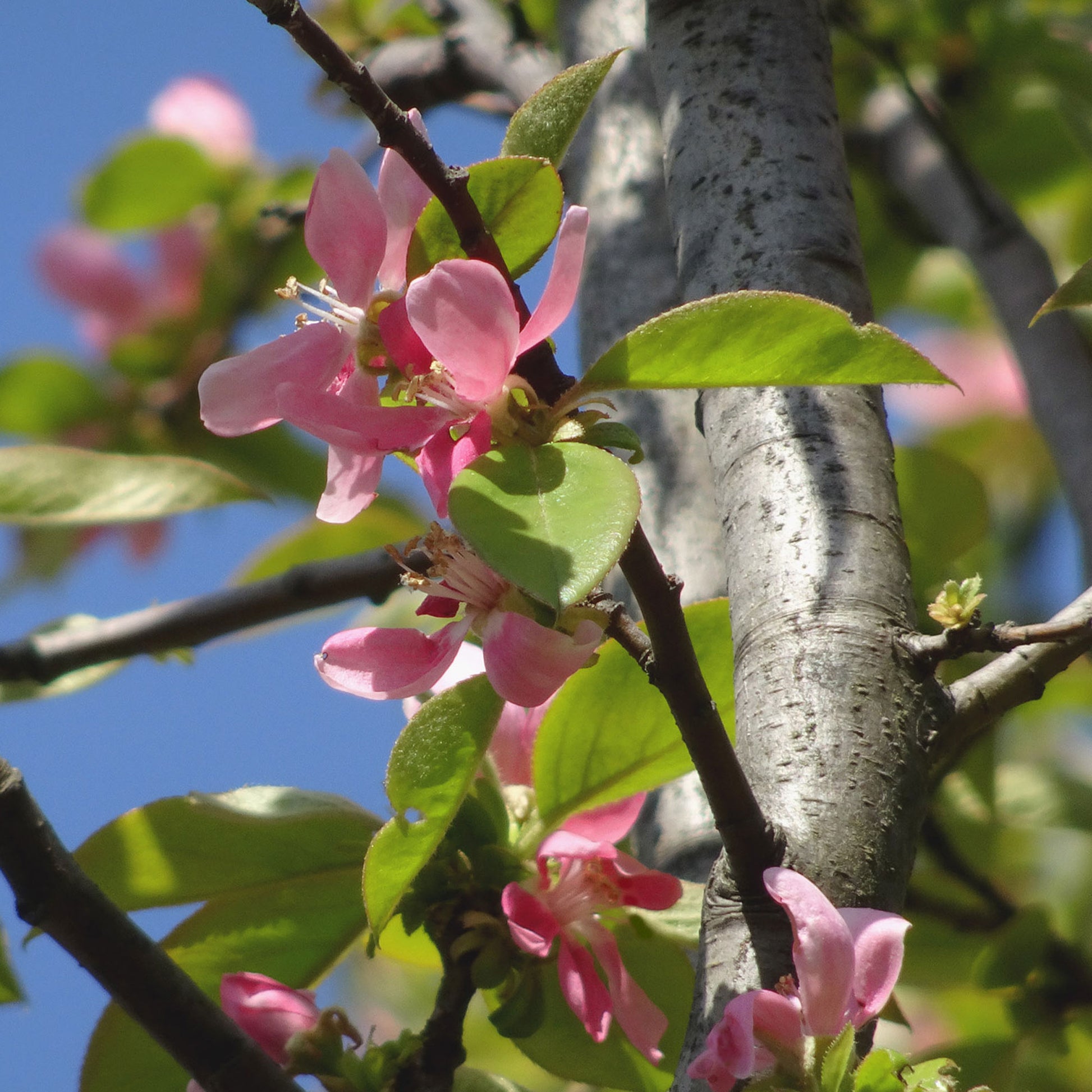 Bomen - Chinese kwee - Pseudocydonia sinensis