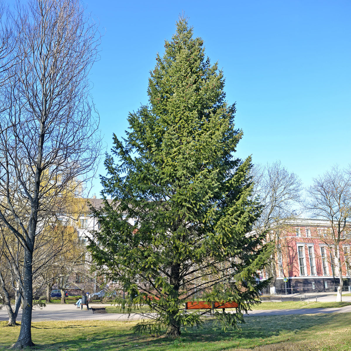 Coniferen - Douglasspar - Pseudotsuga menziesii