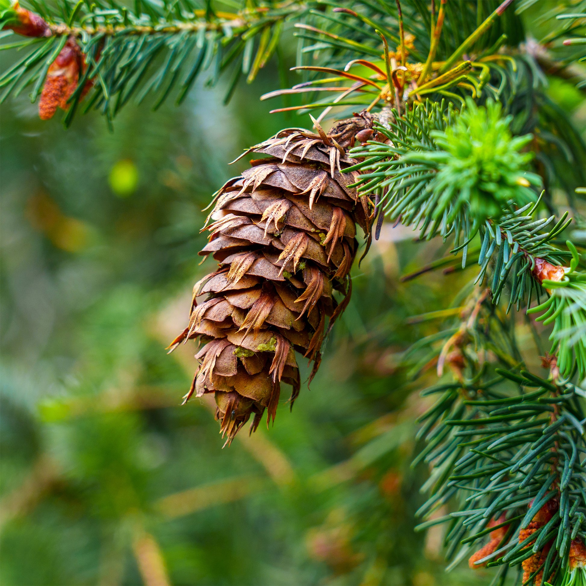 Coniferen - Douglasspar - Pseudotsuga menziesii