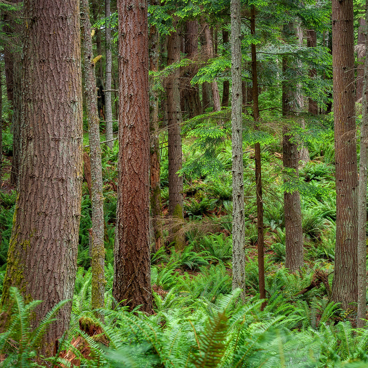 Verkoop Douglasspar - Pseudotsuga menziesii