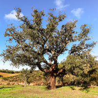 Quercus suber - Kurkeik - Bomen