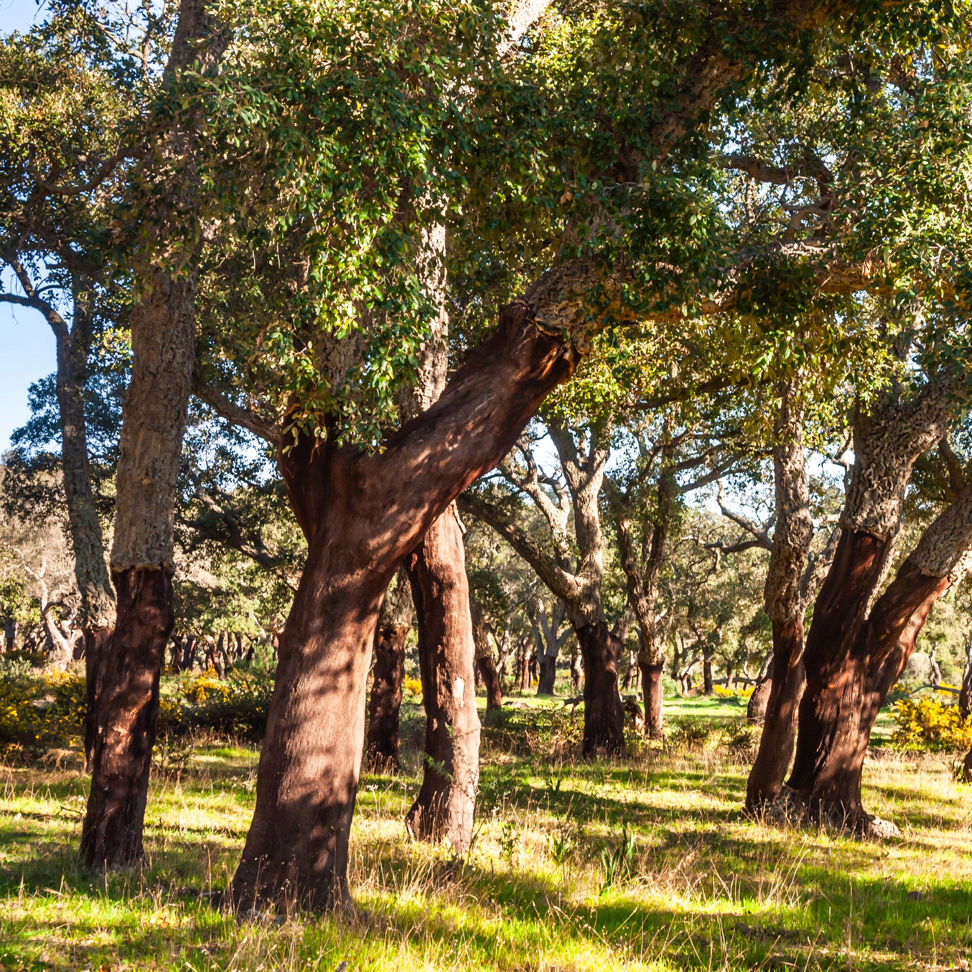 Kurkeik - Eik - Bakker