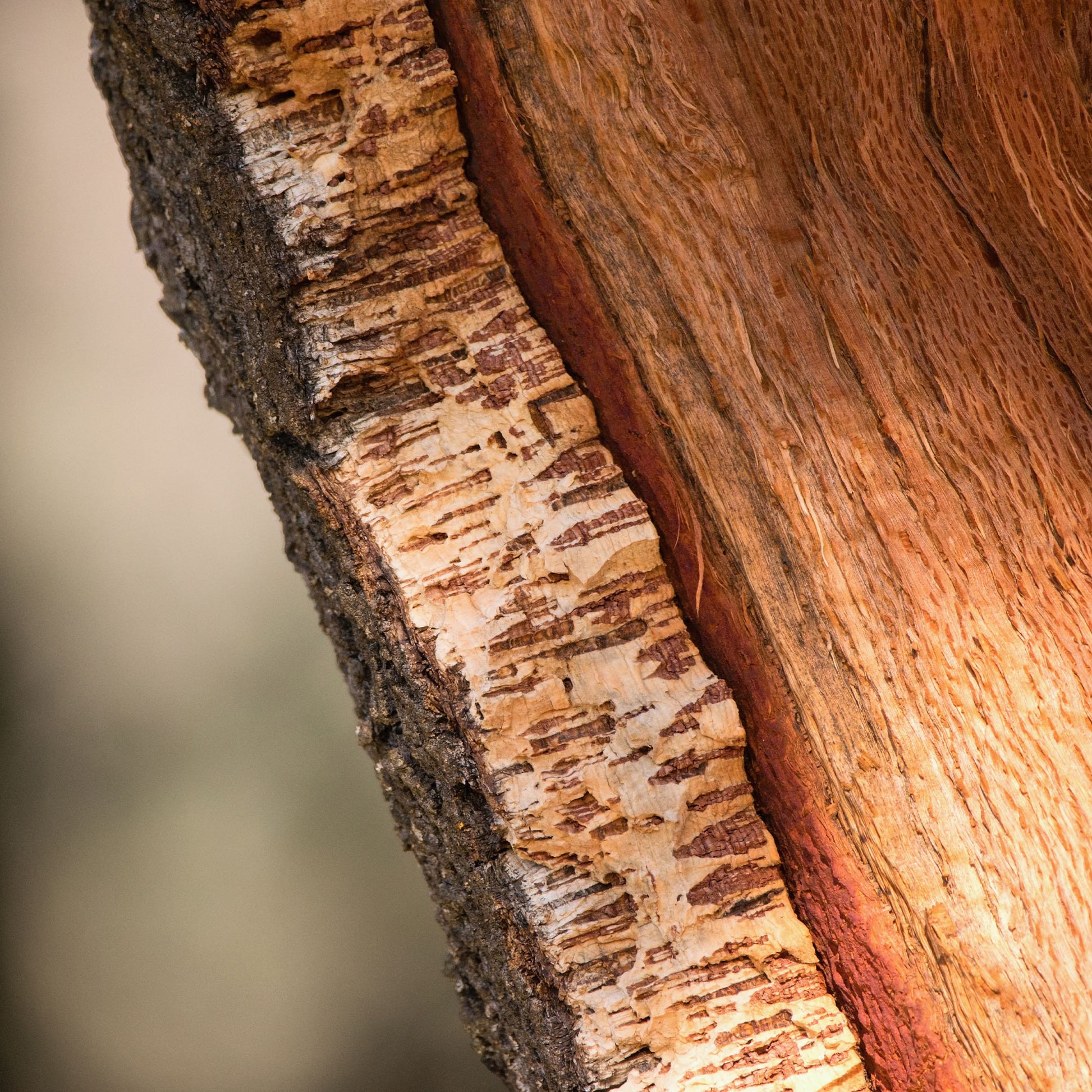 Verkoop Kurkeik - Eik