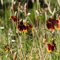Ratibida columnifera pulcherrima - Mexicaanse hoed Pulcherrima - Bloeiende vaste planten
