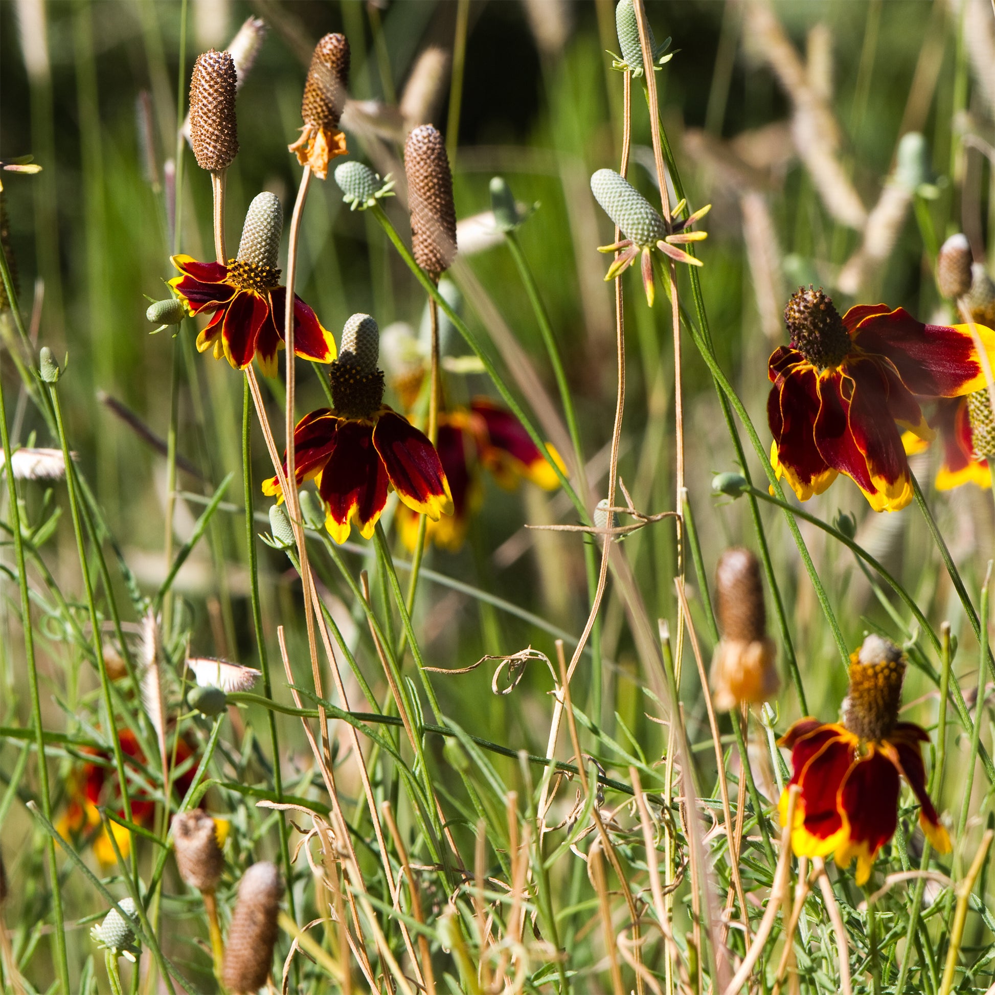Ratibida columnifera pulcherrima - Mexicaanse hoed Pulcherrima - Bloeiende vaste planten