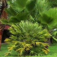 Dwerg sabal - Dwerg waaierpalm - Bakker