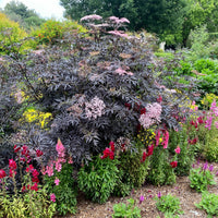 Sambucus nigra Black Lace® - Zwarte vlier Black Lace® - Vlier - Sambucus