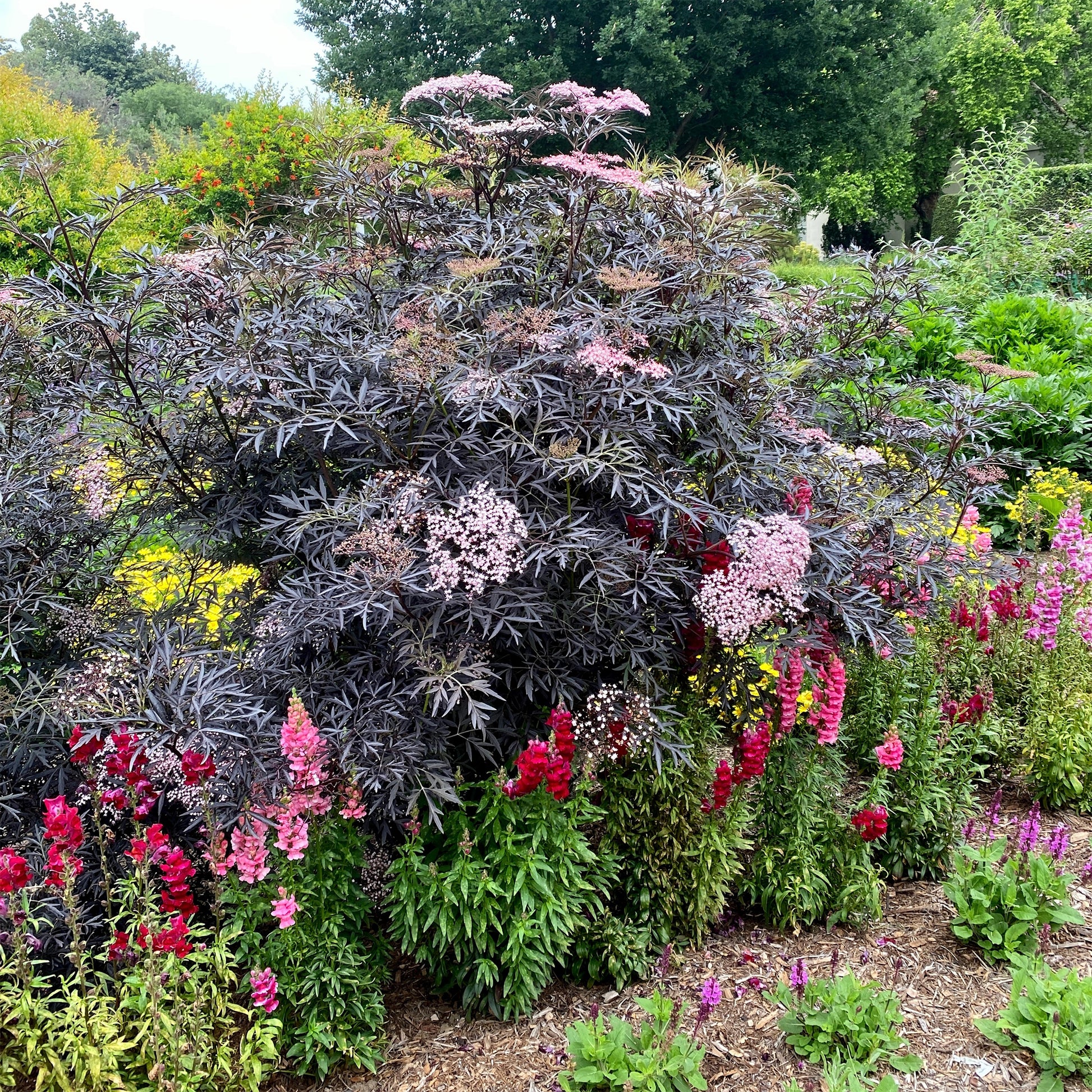 Sambucus nigra Black Lace® - Zwarte vlier Black Lace® - Vlier - Sambucus