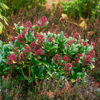 Japanse skimmia Rubella - Skimmia - Bakker