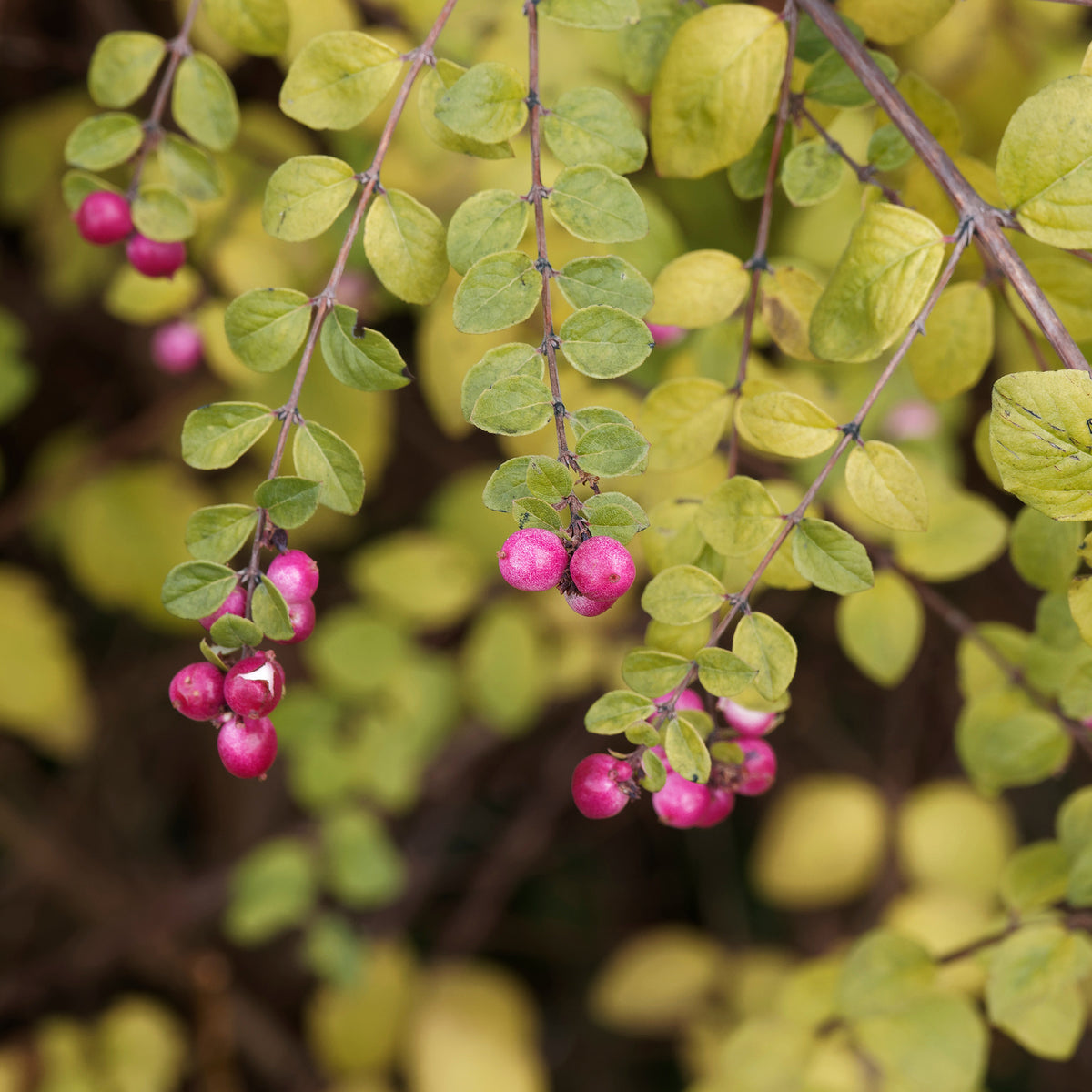 Sneeuwbes Hancock - Symphoricarpos chenaultii Hancock - Bakker