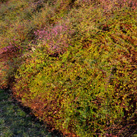 Symphoricarpos chenaultii Hancock - Sneeuwbes Hancock - Symphoricarpos - Sneeuwbes