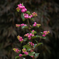 Symphoricarpos Sofie - Sneeuwbes Sofie - Haagheesters