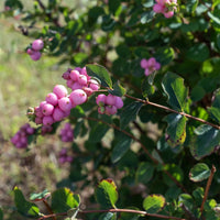 Sneeuwbes Sofie - Symphoricarpos Sofie - Bakker