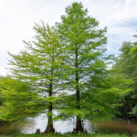 Taxodium distichum - Moerascipres - Coniferen