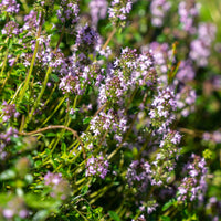 Thymus serphyllum, Sedum acre , Sedum spurium - 3 bodembedekkende vaste planten - Vaste planten