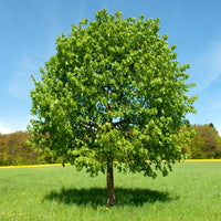 Verkoop Grootbladige linde - Tilia platyphyllos