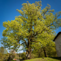 Grootbladige linde - Tilia platyphyllos - Bakker