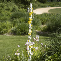 Toorts - Verbascum bombyciferum - Bakker