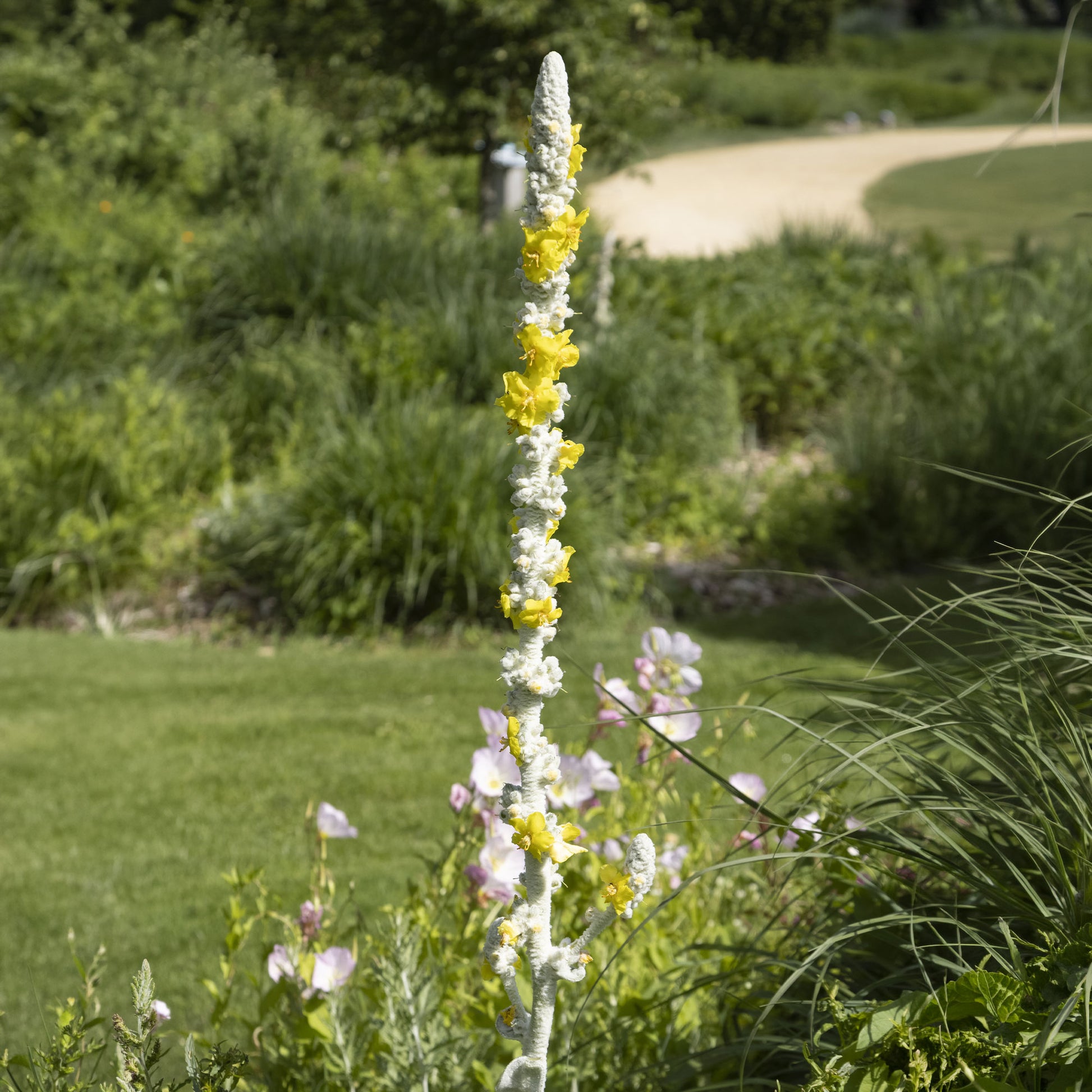 Toorts - Verbascum bombyciferum - Bakker